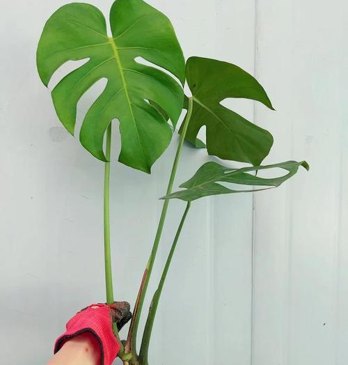 龟背竹到底水培好还是土培好？（从生长环境、管理方式、生长效果三个方面探讨）