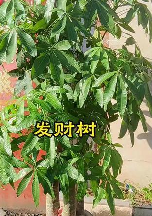 发财树盆景黄叶原因及处理方法（探究发财树盆景叶片黄化的原因以及有效的护理方法）