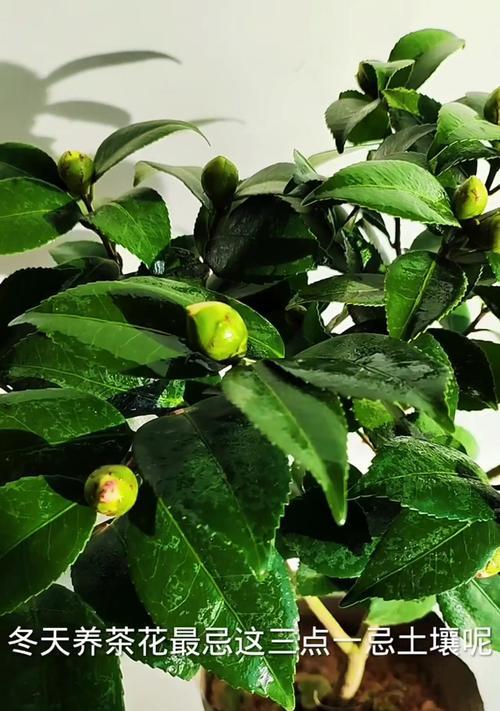 十月份茶花养护技巧（打造盛开茶花的秘密武器）