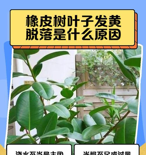 橡皮树叶变红的原因及应对方法（保护橡皮树叶健康的关键）