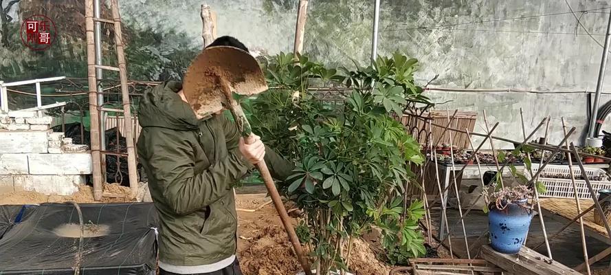 鸭脚木和发树的冬季生存之道（寒冷季节下，鸭脚木和发树如何渡过难关？）
