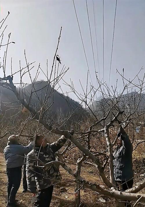 移栽桃树的注意事项与方法；主标题（移栽桃树的注意事项与方法；）