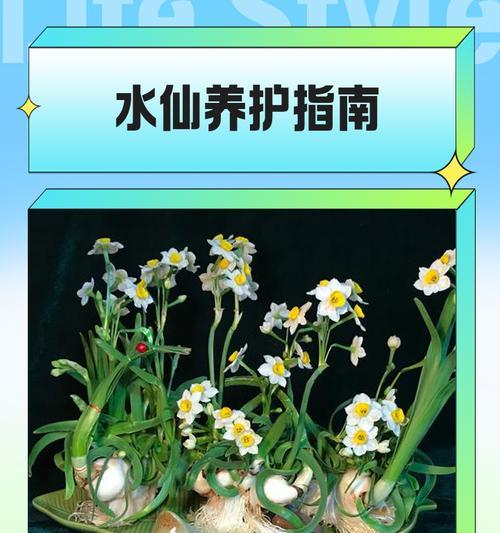 水仙花的栽培方法与技巧（以泥土为基础，打造美丽的水仙花园）