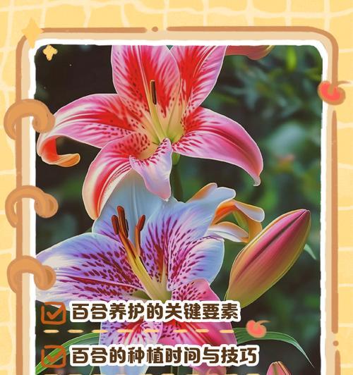 百合（探索百合的独特魅力）