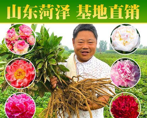 盆栽芍药的养殖技巧（掌握这些关键要点，让芍药在盆栽中茁壮成长）