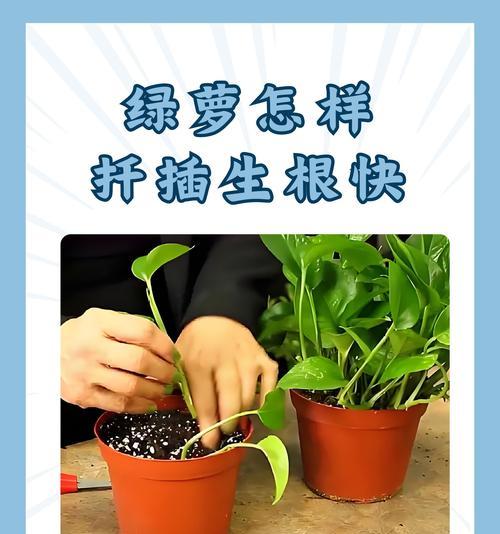 绿萝养护指南（以吊养方式打造繁茂绿萝墙）