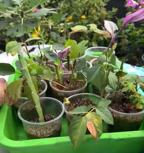 夏日泡花乐趣无穷（探索夏日中的花卉泡法及技巧）