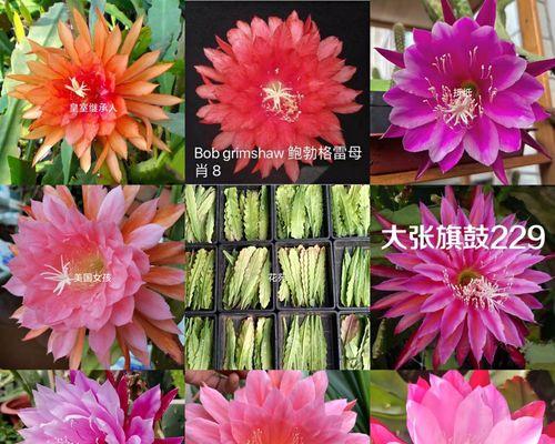 荷花可以没有根活吗？——探讨荷花种植的神秘（有叶无根荷花能否生存？荷花没有根吸水如何生长？）