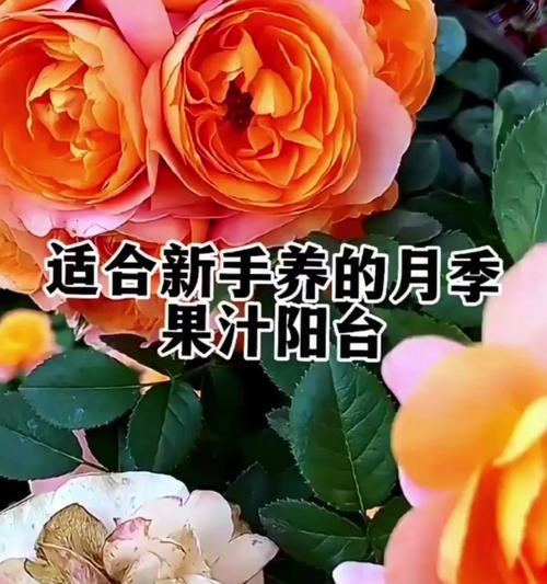 仙人球蟹爪兰嫁接的技巧与方法（掌握嫁接技术，打造独特蟹爪兰）