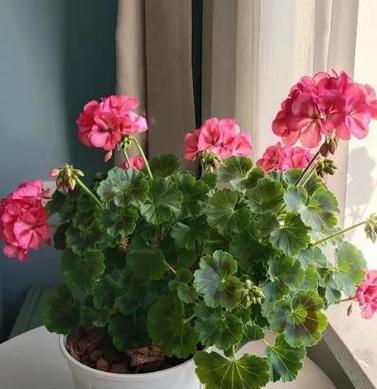 荆芥的生长特点与喜阳还是喜阴？（探究荆芥喜阳或喜阴的条件和影响因素）