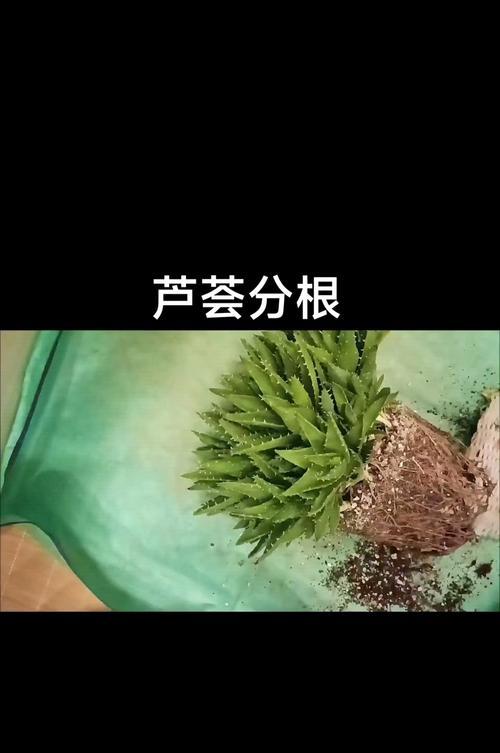 芦荟过高如何处理（芦荟修剪方法与注意事项）