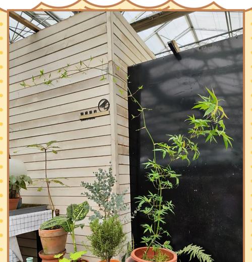 盆栽换盆的正确方法（掌握技巧，让盆栽健康成长）