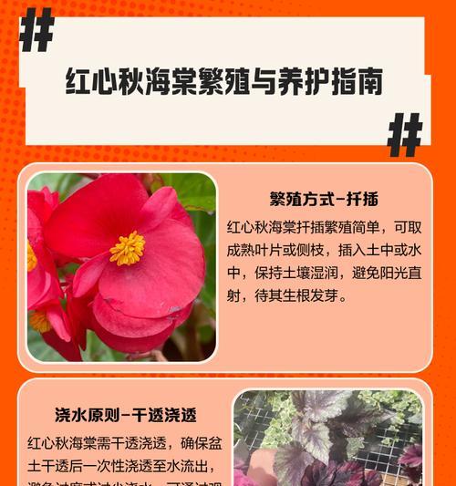 四季海棠的养殖方法与养护要点（轻松养出美丽的四季海棠花园）