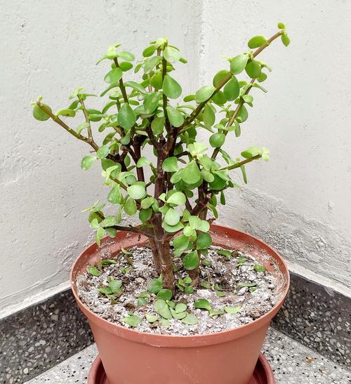 以金枝玉叶在水里怎么养（打造迷人水培植物，一起来养金枝玉叶吧！）