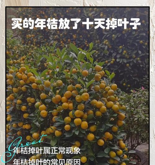 四季桔落叶掉果的处理方法（保护四季桔，掌握正确的处理方式）