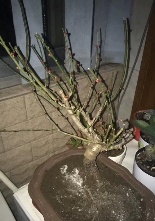 冬季养护梅花的秘诀（寒冬踏雪，打理梅花未有愁）