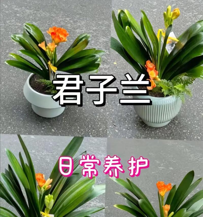 秋天怎样保养君子兰，让其茁壮成长（关注温度湿度确保兰花健康）