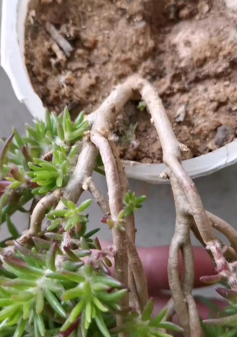 太阳花能否经受住冬天的考验？（冬天是否会让太阳花凋零？——冬季保护太阳花的方法）