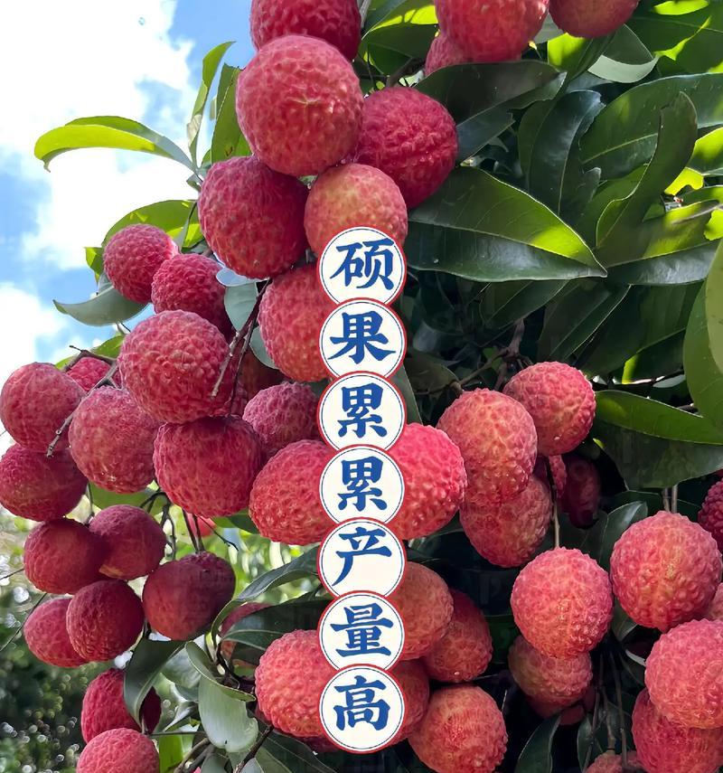 湖北种荔枝树能否结果？（适合种植的区域和注意事项）