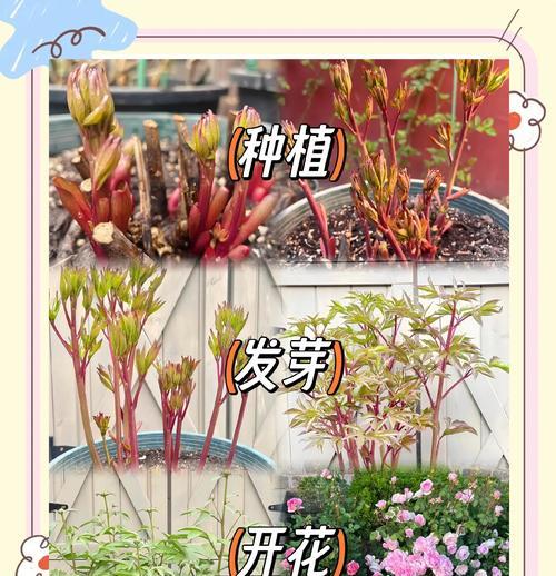 芍药花叶子的独特魅力（探索芍药花叶子独特的卷曲结构与美丽）