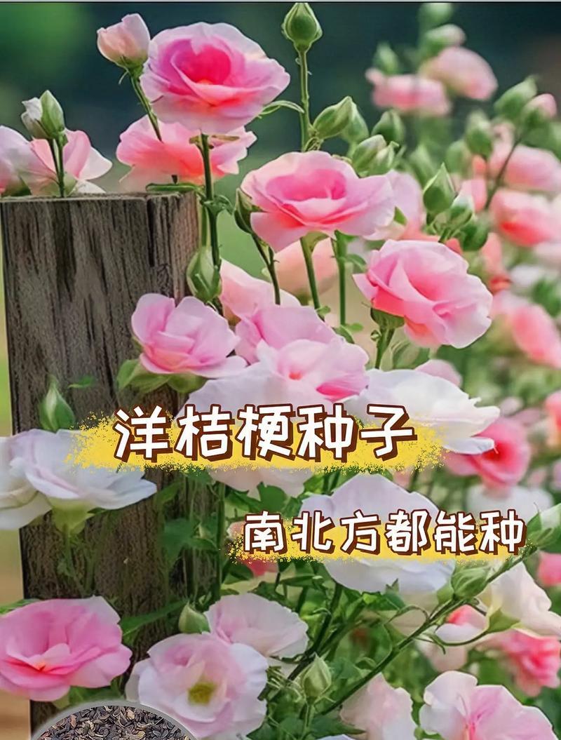 种植洋桔梗的全程指南（从选购到养护，轻松打造迷人花园）