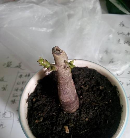 发财树叶子黑斑点怎么办？教你轻松解决问题（有效方法帮助发财树恢复健康，摆脱黑斑点困扰）