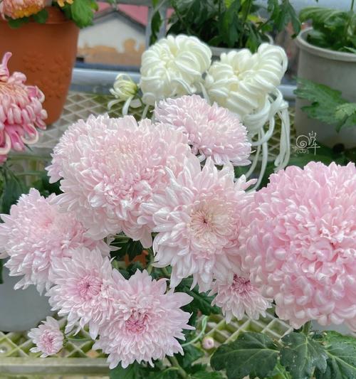 彩色菊花的种植与养护（打造多彩花园，彩色菊花轻松养）