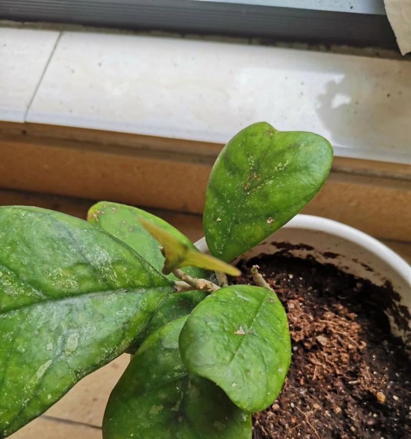 秋兰花期之长短与花期管理（掌握秋兰花期，做好花期管理，让你的秋兰常青不衰）