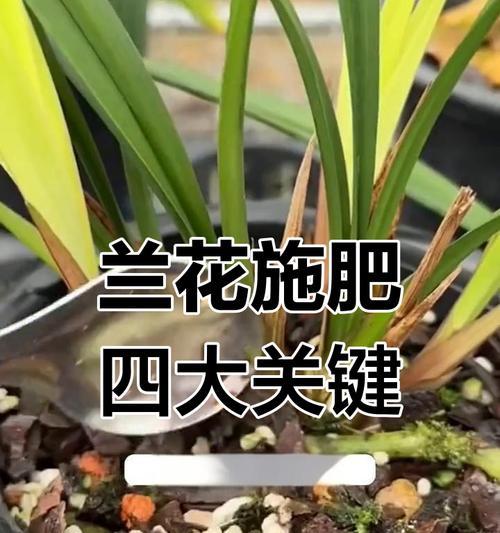 兰花的四季浇水之道（春夏秋冬，水的时机不能错）