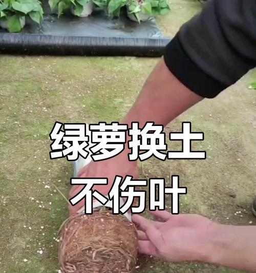 绿萝根系的修剪与管理（打造健康茂盛的绿萝根系，关键是修剪与管理）
