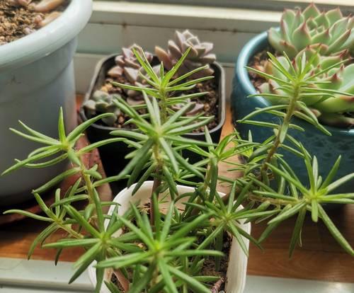 如何正确浇水给刚栽的花一枝（花卉养护指南）