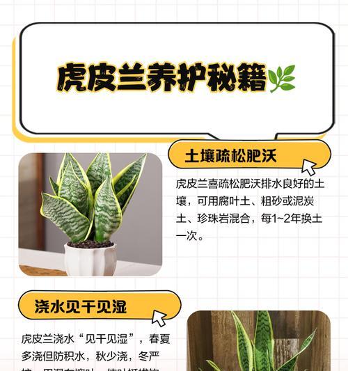 如何制作适合虎皮兰生长的营养土（提供营养土配方，让虎皮兰茁壮成长）