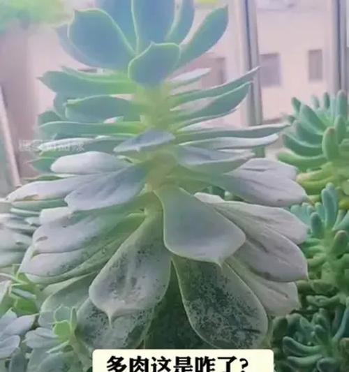 肉肉花养护指南（打造美丽与舒适共存的家居花园）