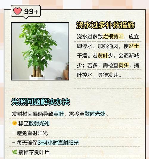 如何养出肥大的发财树叶子（掌握关键技巧，让你的发财树茂盛生长）