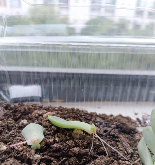 多肉土壤中出现小白虫子的处理方法（轻松解决多肉植物土壤中的小白虫困扰）