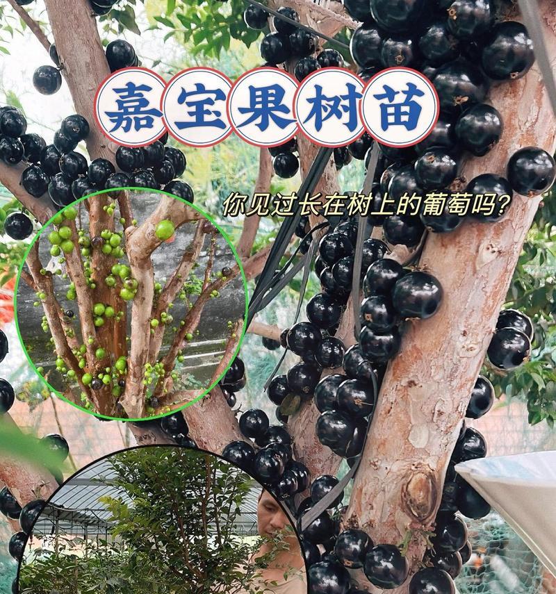 嘉宝果种植技巧详解（如何在花盆中种植嘉宝果？种植嘉宝果需要注意哪些问题？）