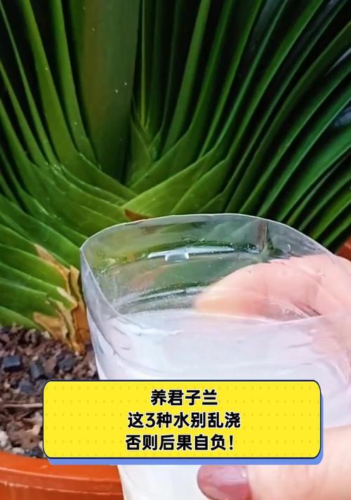 君子兰心有水的奇妙之处（揭秘君子兰为何需要心有水）