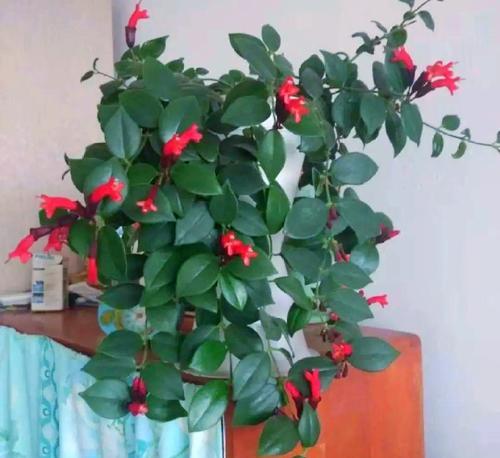 口红花养殖指南（从选苗到护理，全面了解口红花的养殖方法）