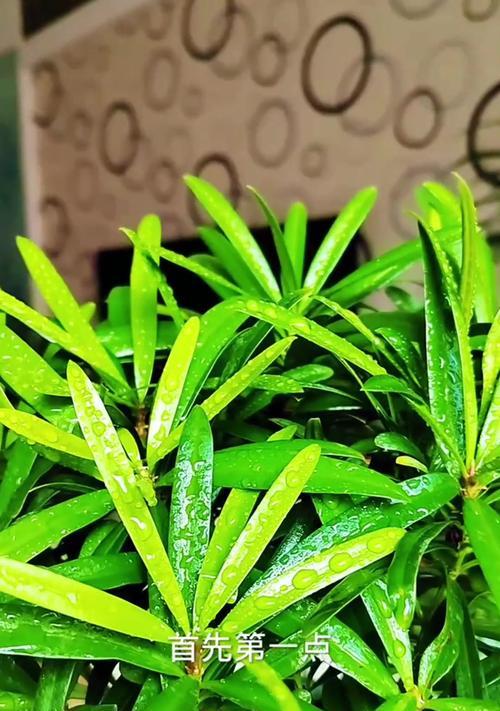 罗汉松的毒性与适宜养护环境（在家里养罗汉松前，你需要了解这些！）