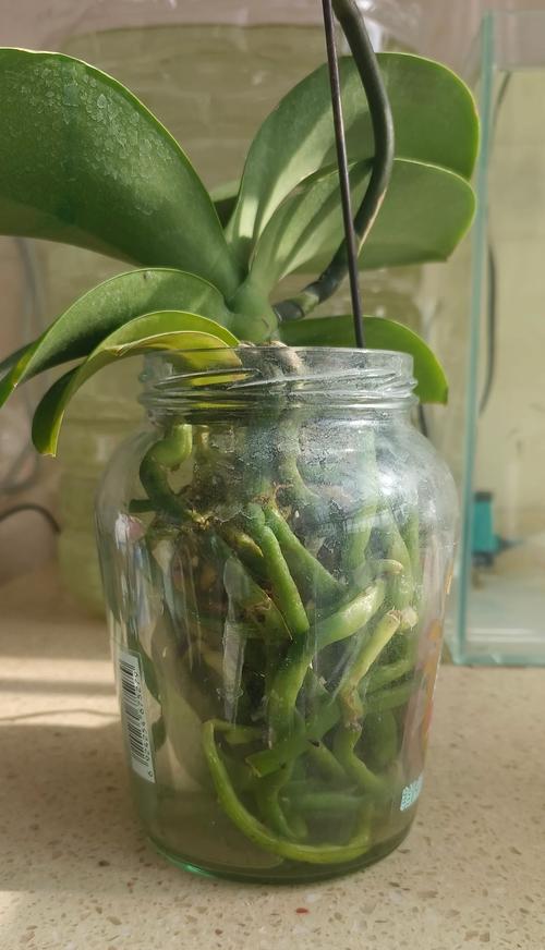 夏天怎样养好蝴蝶兰（蝴蝶兰夏季养护技巧）