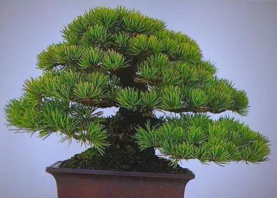 冬季如何养护五针松？（五针松冬季养护指南）