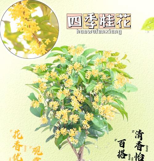 桂花生长速度（一年能长多少）