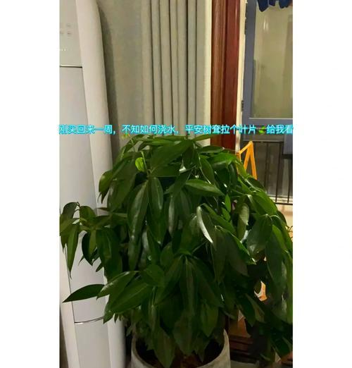 如何正确浇水以平安树换盆（关键步骤和注意事项，让你的平安树健康成长）