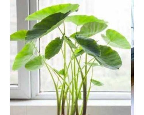 黑叶芋盆栽养护指南（打造高颜值室内植物的必备技巧）