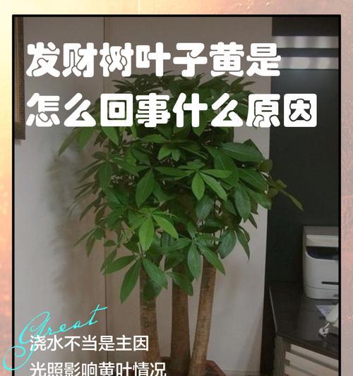如何处理冬天发财树叶子发黄的问题（保护植物健康的关键措施与技巧）