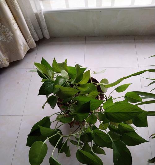 绿萝的根跑出土面了，怎么办？（应对绿萝根系外露的方法与注意事项）