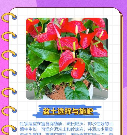 以红掌怎么塑型（打造完美红掌的技巧与方法）