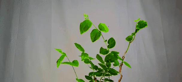 彩色茉莉花扦插的步骤与技巧（通过正确的方法让彩色茉莉花繁衍生息）