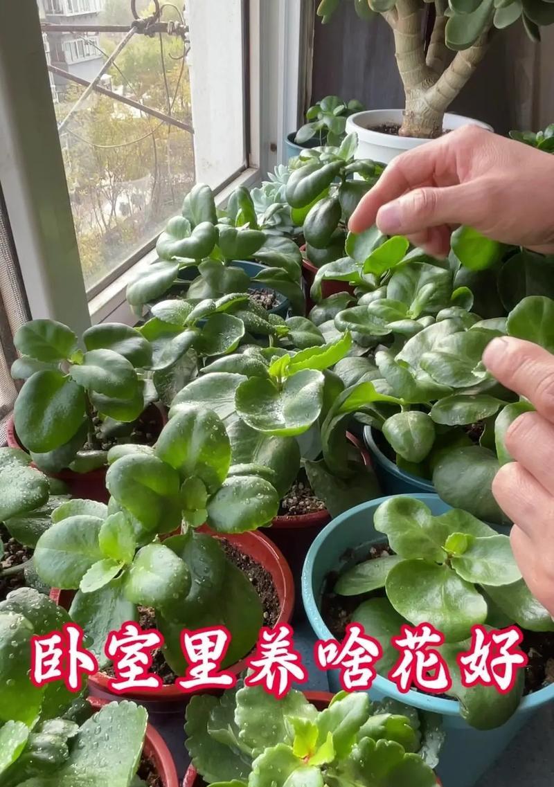 长寿花分支的养护技巧（打造长寿花茂盛分支的秘诀）