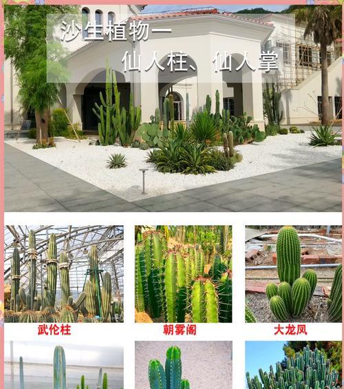 如何养护不刺人的仙人掌（培育养护简单、安全的室内仙人掌）